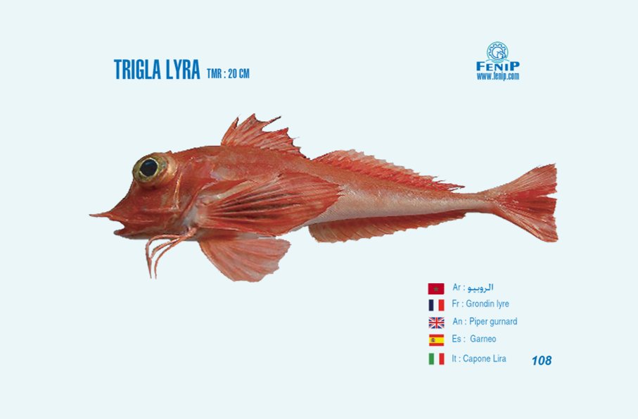 fiche représentative du trigla lyra - Fédération nationale de transformation et de valorisation des produits de la pêche