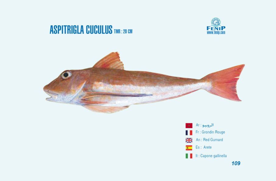fiche représentative du aspitrigla cuculus - Fédération nationale de transformation et de valorisation des produits de la pêche
