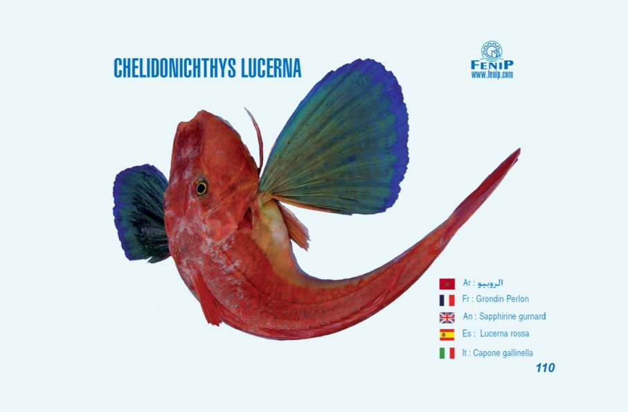 chelidonichthys lucerna