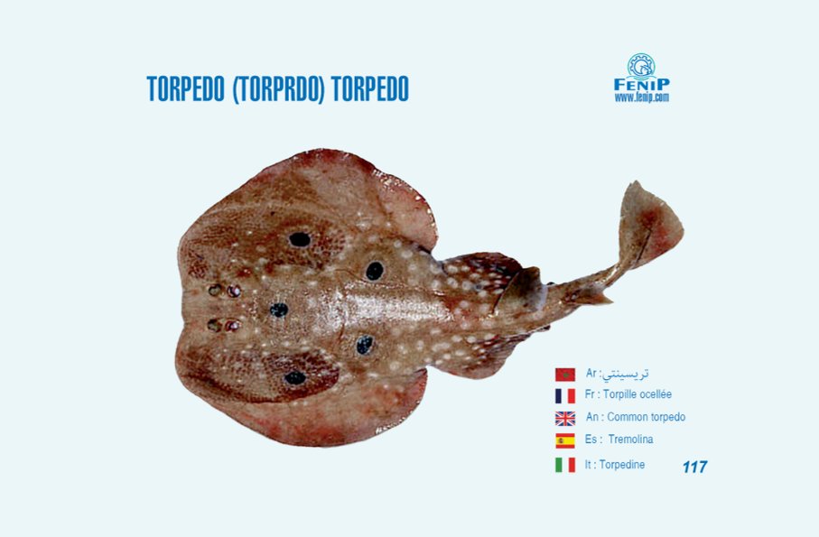 Torpedo torpedo