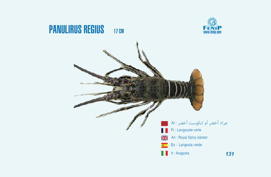palinurus regius