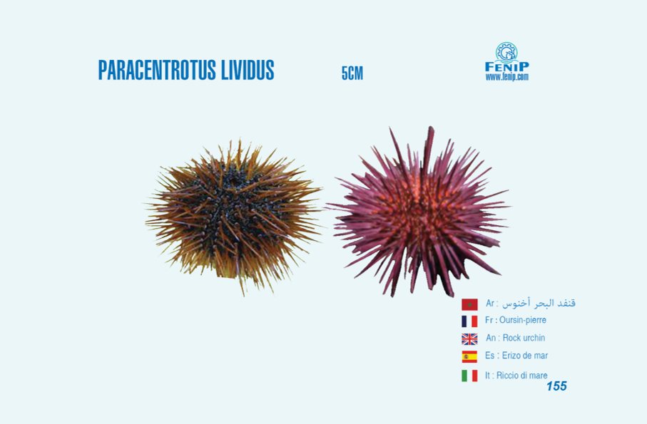 paracentrotus lividus