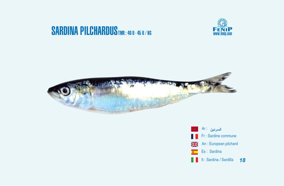 sardine : le produit de mer le plus consommé par les marocains
