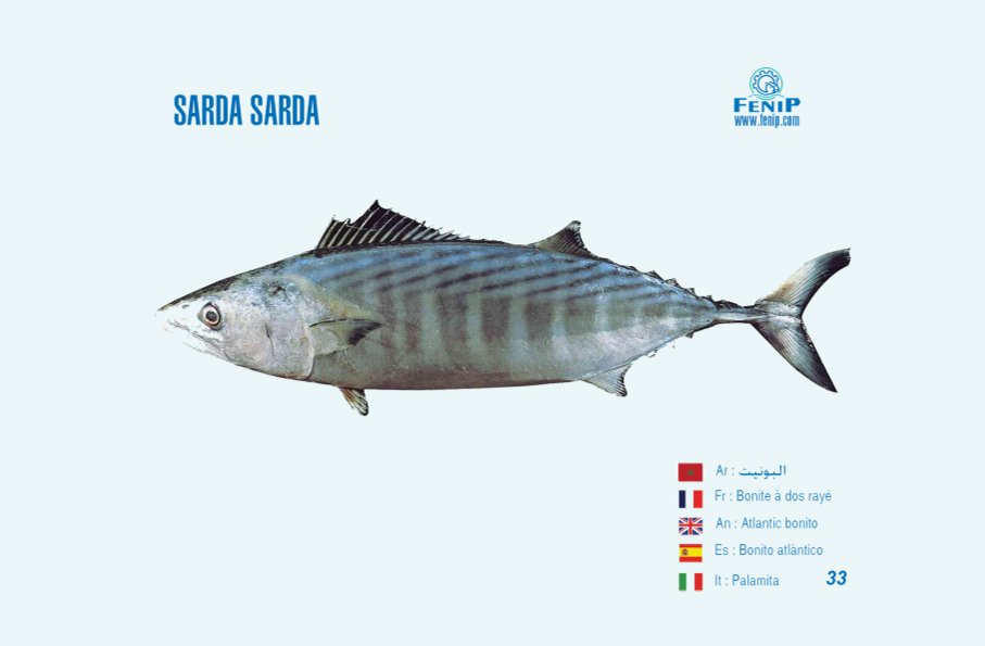fiche représentative de sarda sarda - fédération nationale de transformation et de valorisation des produits de la pêche