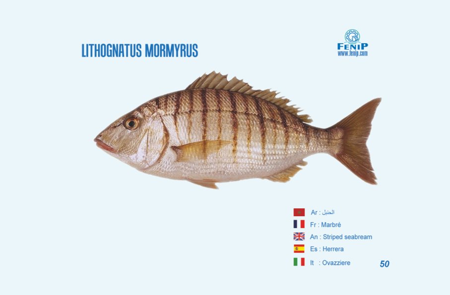lithognathus mormyrus