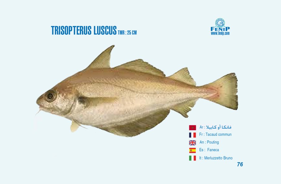 trisopterus luscus