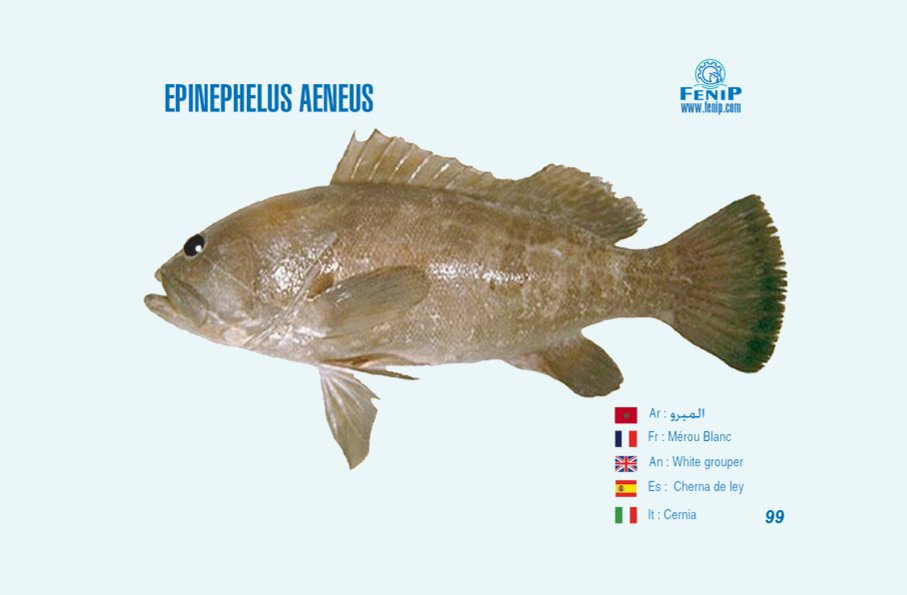 fiche représentative de epinephelus aeneus- Fédération nationale de transformation et de valorisation des produits de la pêche